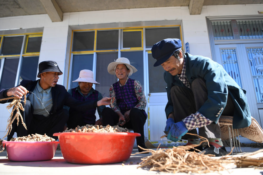 在甘肃省甘南藏族自治州卓尼县木耳镇中藏药材种植示范基地,几名村民在整理药材(9月11日摄)。新华社记者 陈斌 摄