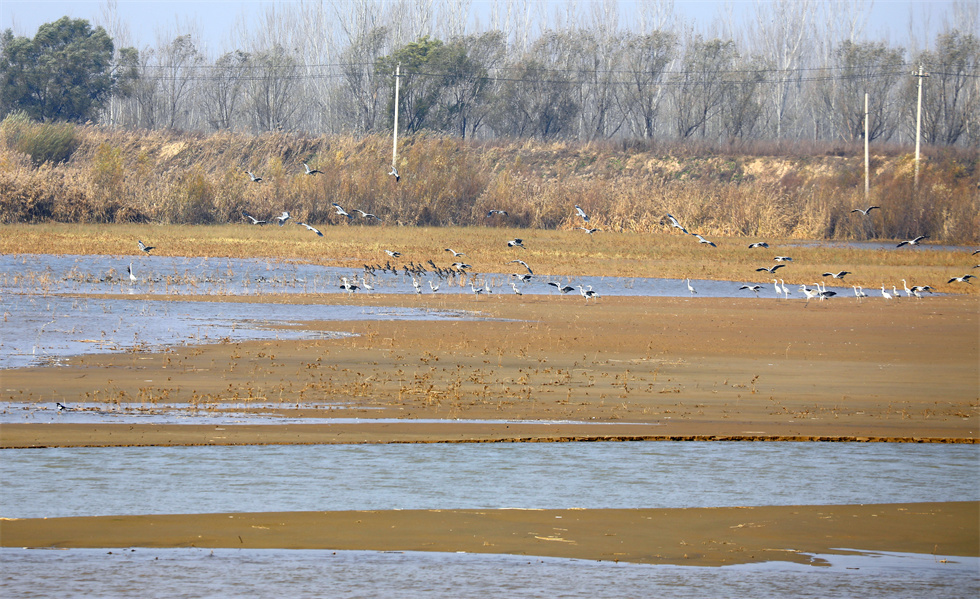 11月18日，济南黄河北岸鹊山水库迎来越冬的大天鹅、赤麻鸭等鸟类。（徐舟 摄）