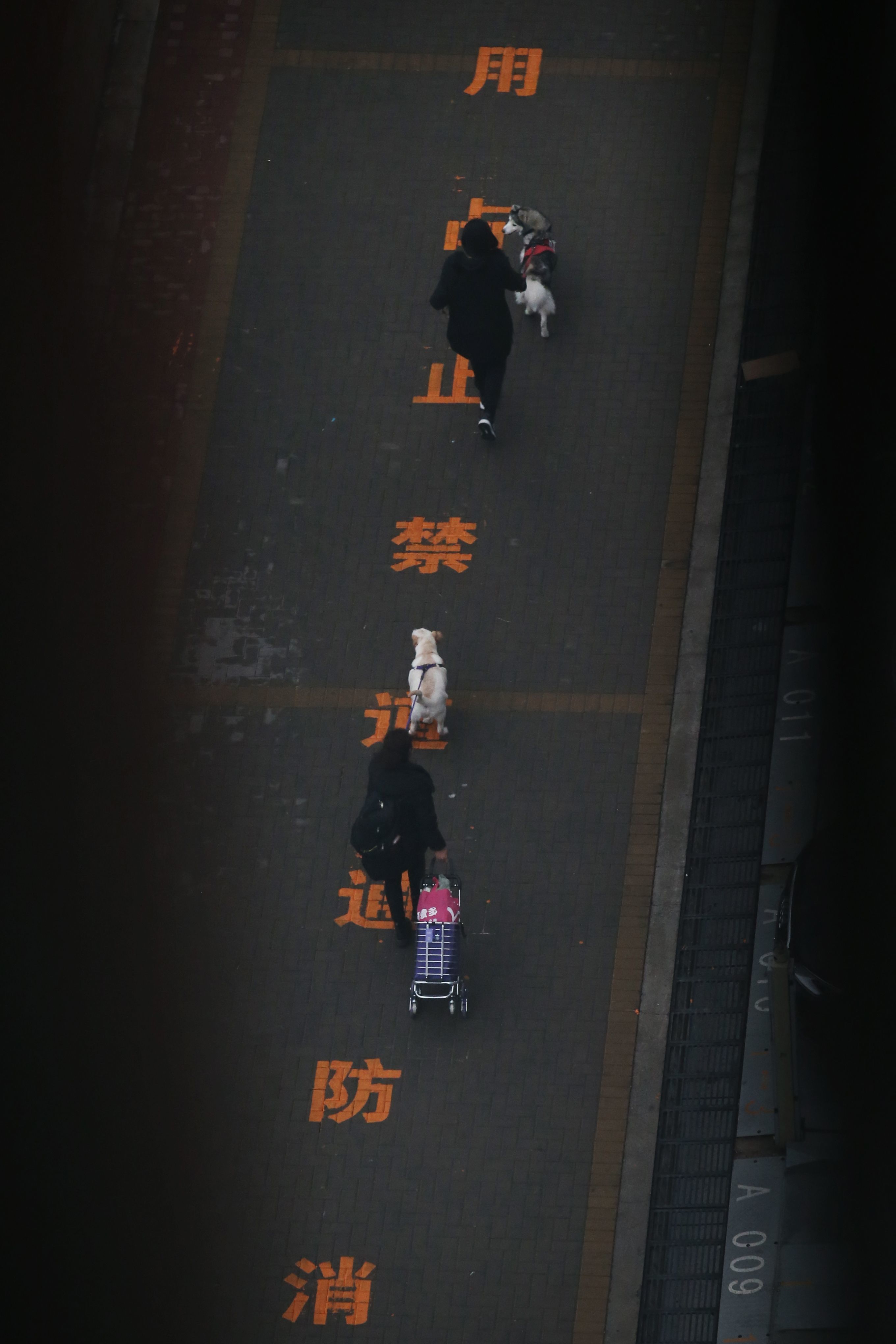 2021年1月25日，大兴天宫院街道融汇社区，两名前往集中隔离点的居民牵着自己的宠物狗。资料图片/新京报记者 尹亚飞 摄
