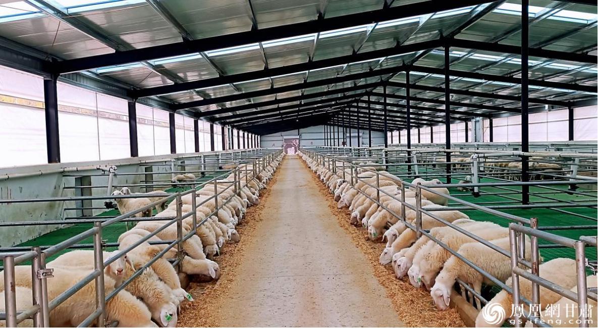 碧桂园碧乡种羊繁育基地&nbsp