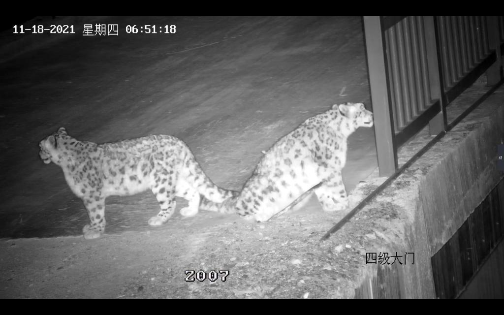 雪豹在水电站工作区域的活动场景（由受访者拍摄提供）