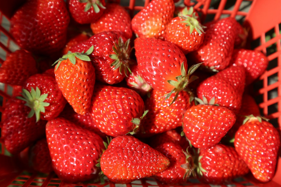 嘉峪关文殊镇现代农业示范园区的大棚内种植的草莓