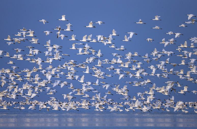 白琵鹭。摄影：王小龙