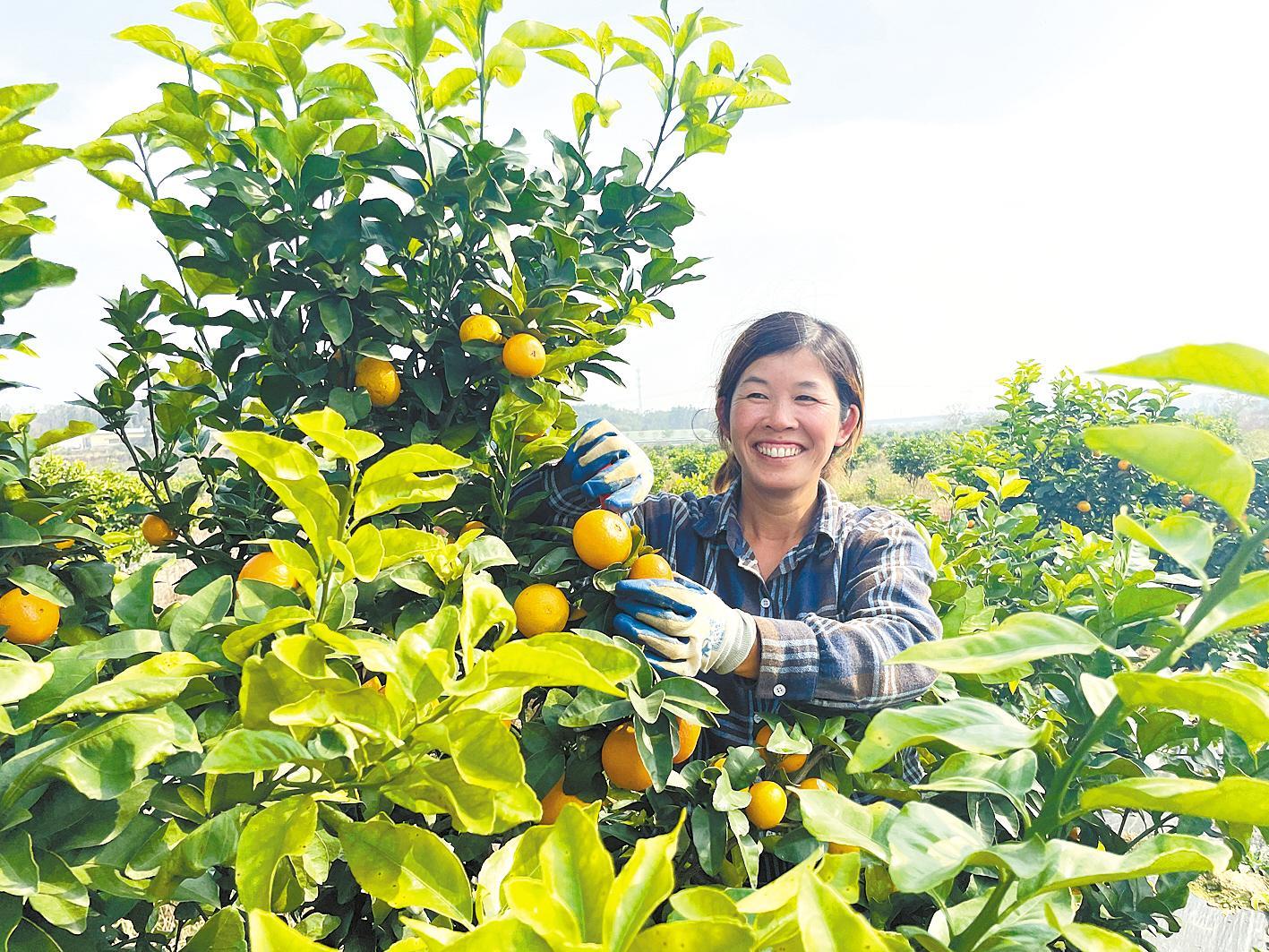 任甚红在基地采摘砂糖橘。