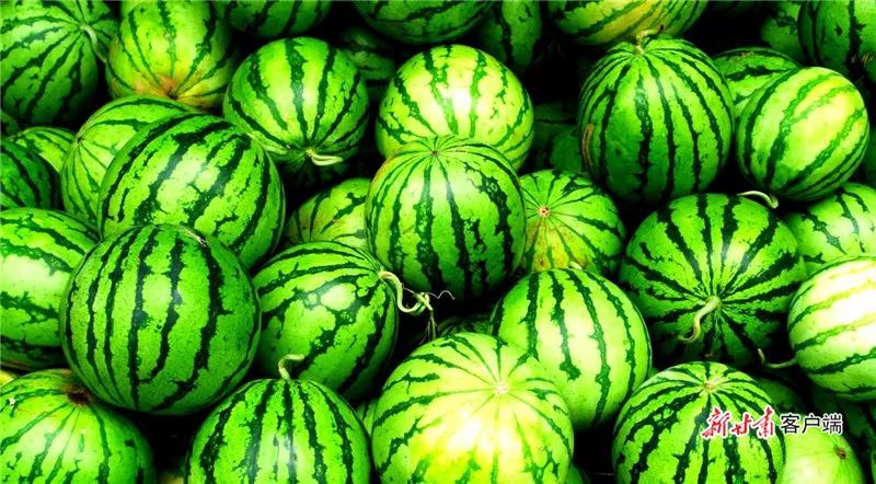 嘉峪关野麻湾西瓜 图片来源：新甘肃客户端。