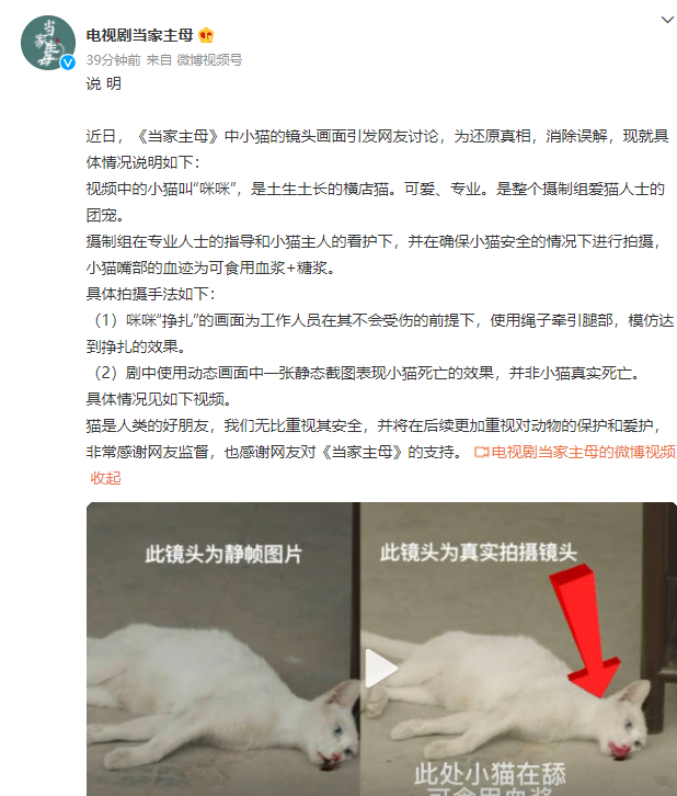 从桌上摔下口吐鲜血？电视剧《当家主母》紧急回应虐待小猫致死_凤凰网