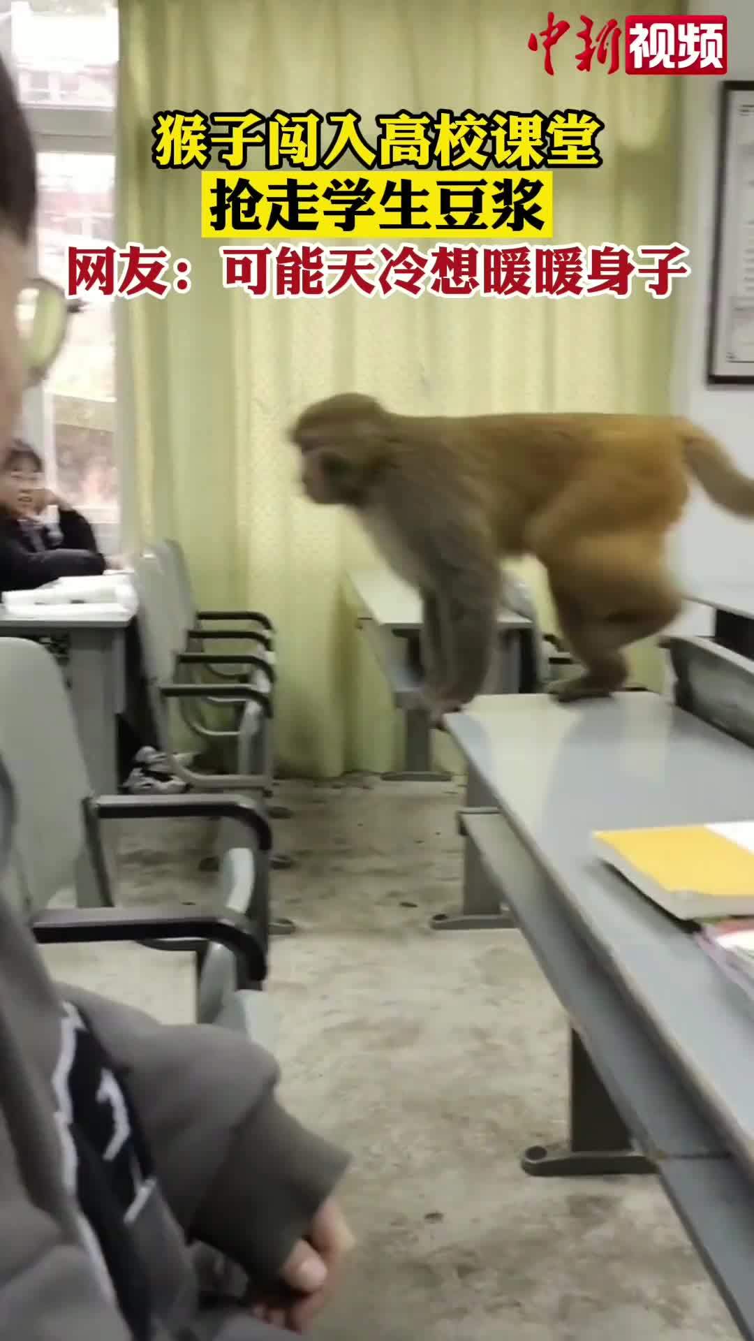 猴子闯入高校课堂抢走学生豆浆