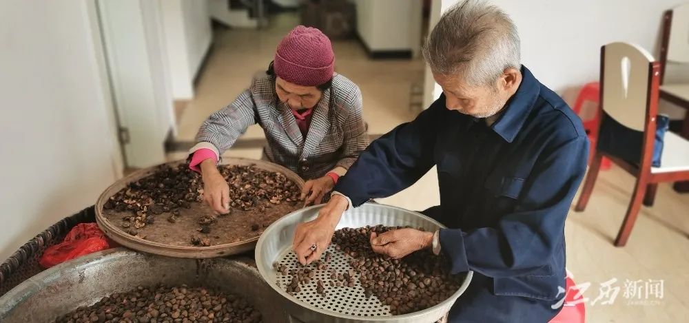 ▲赵之林父母在剥油茶籽。摄影 | 曹章保 江西日报记者梁健