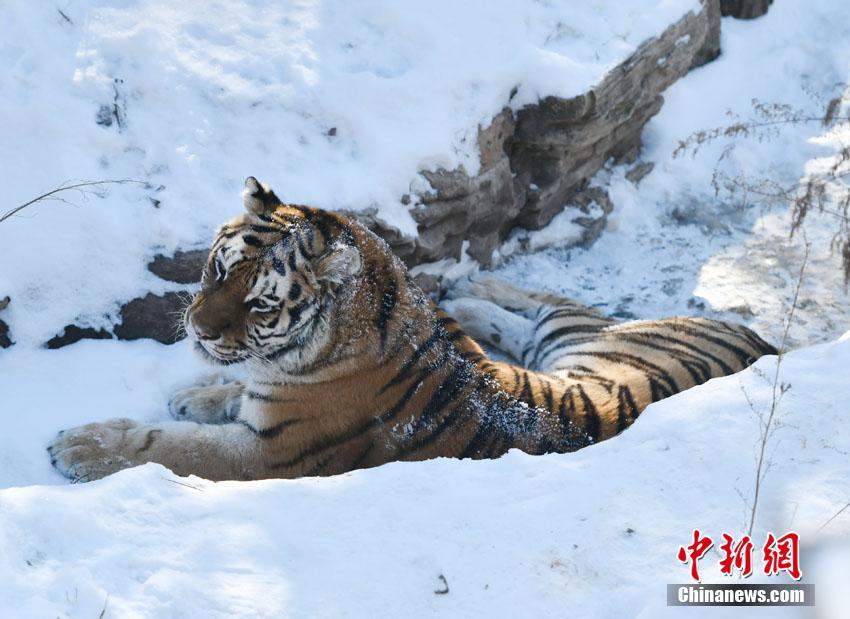 吉林长春：东北虎雪地撒欢卖萌