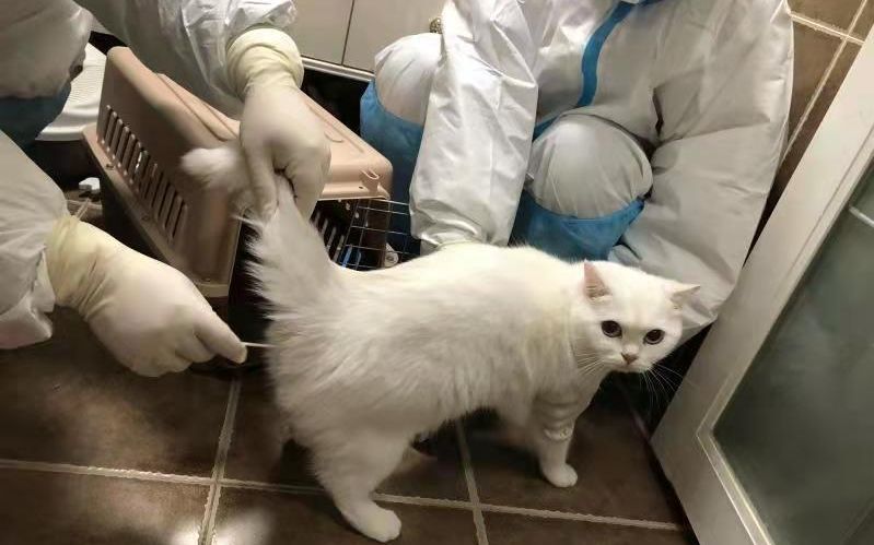 11月11日，成都市高新区石羊街道一名确诊患者家中，检测人员给小猫做肛拭子检测。高新区供图