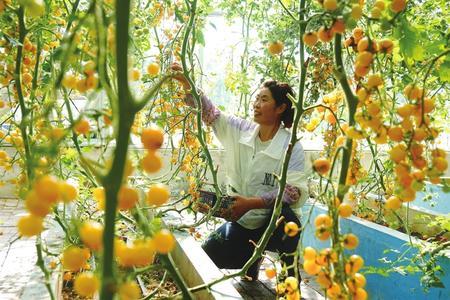 定西市大力发展规模化大棚蔬菜产业，带动群众走上致富路。王宏宾