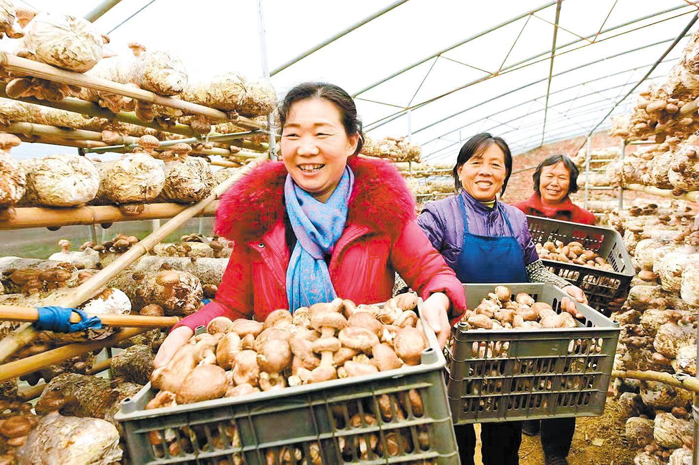 青龙泉社区居民采收香菇。