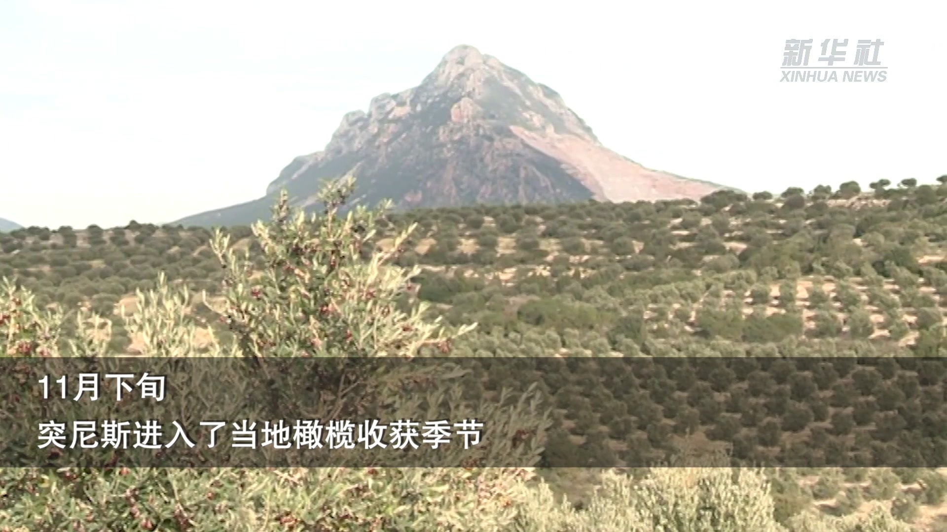 突尼斯迎来橄榄收获季