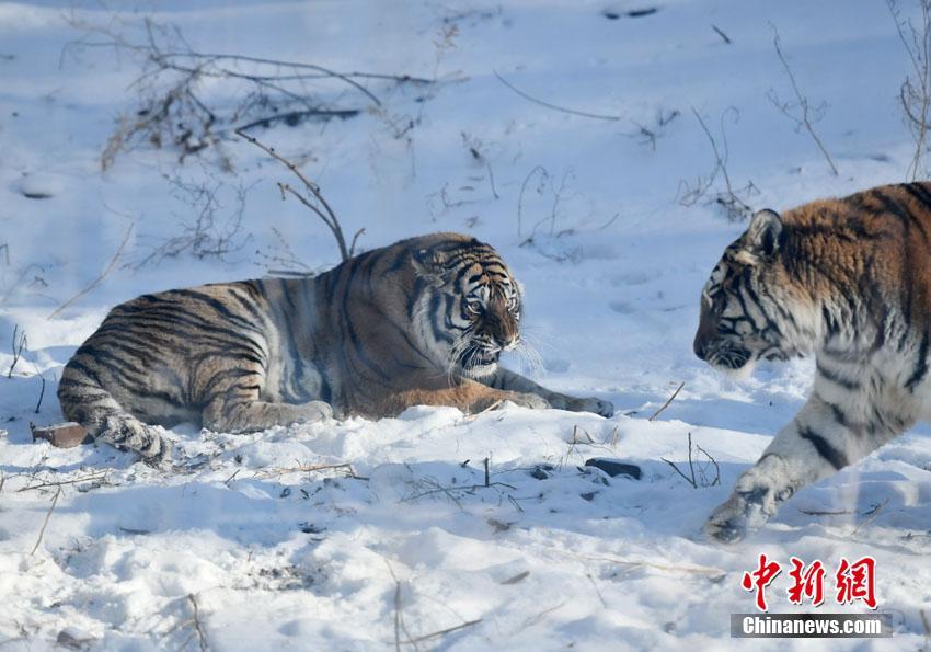 吉林长春：东北虎雪地撒欢卖萌