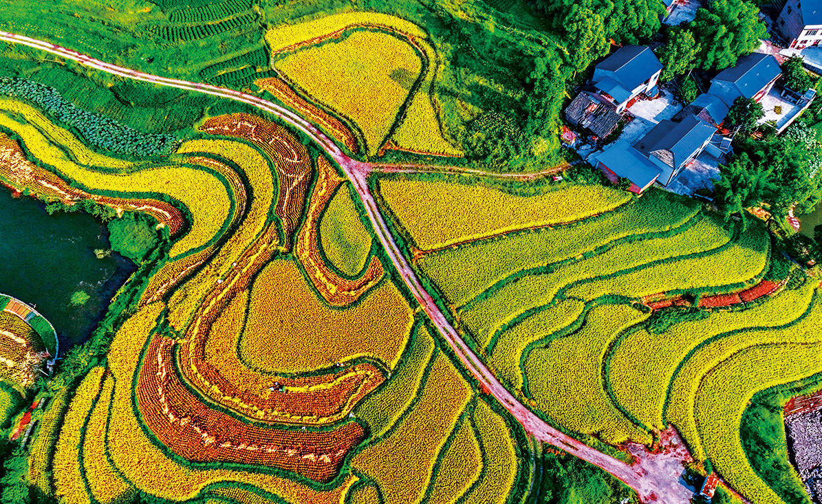 江津富硒大米种植基地形成的七彩稻田。江津区委宣传部供图