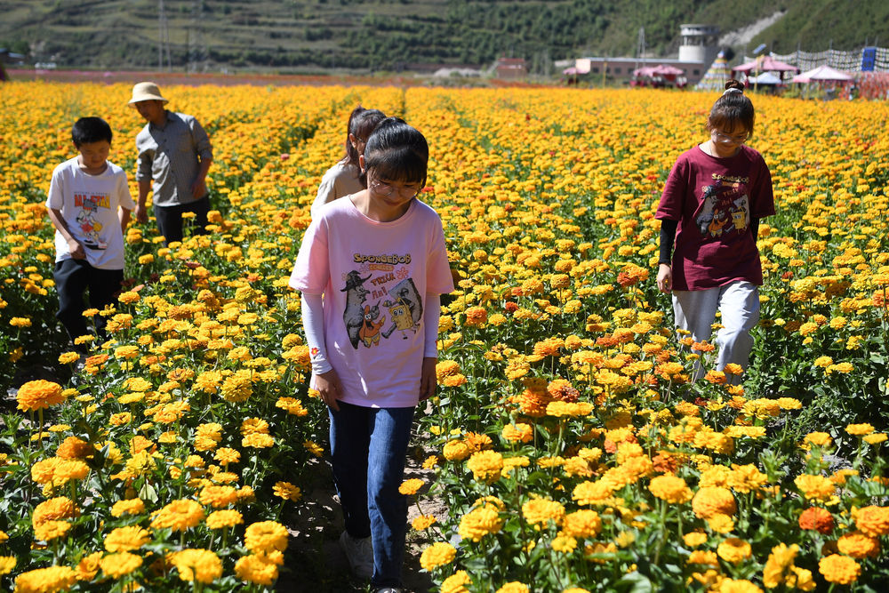 几名游客在甘肃省甘南藏族自治州卓尼县木耳镇力赛村的花海游览(9月11日摄)新华社记者 陈斌 摄
