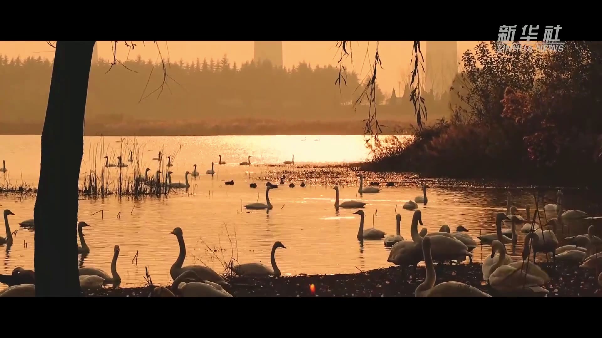 黄河岸边芦花飞  天鹅栖息生态美