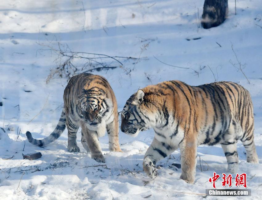 吉林长春：东北虎雪地撒欢卖萌