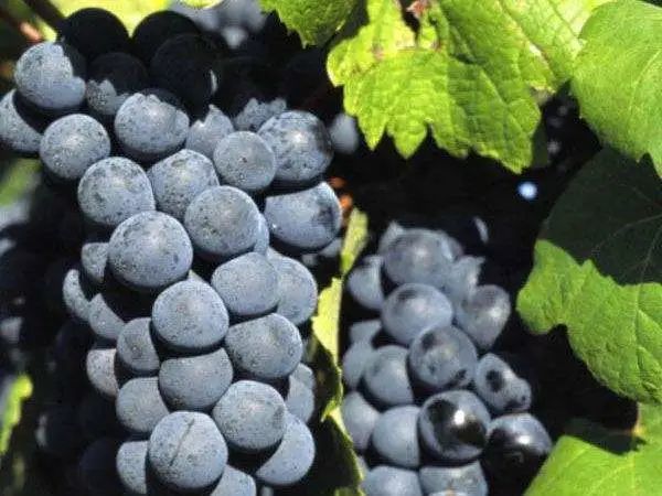 嘉峪关种植的酿酒葡萄