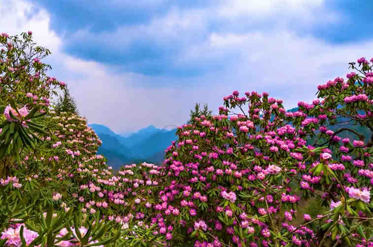 木王国家森林公园千山杜鹃