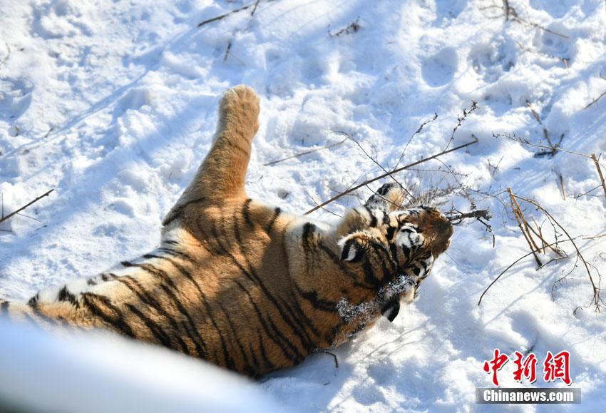 吉林长春：东北虎雪地撒欢卖萌