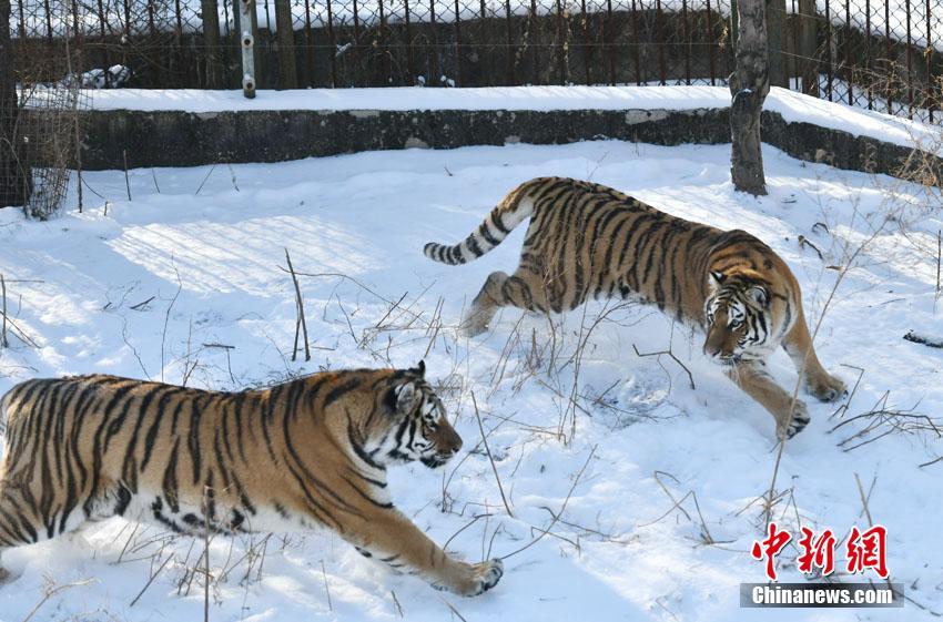 吉林长春：东北虎雪地撒欢卖萌