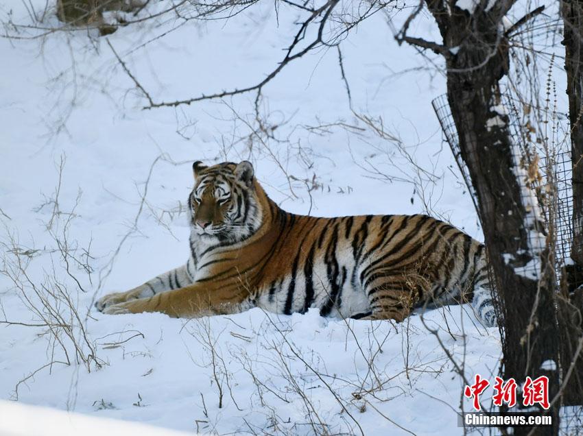 吉林长春：东北虎雪地撒欢卖萌