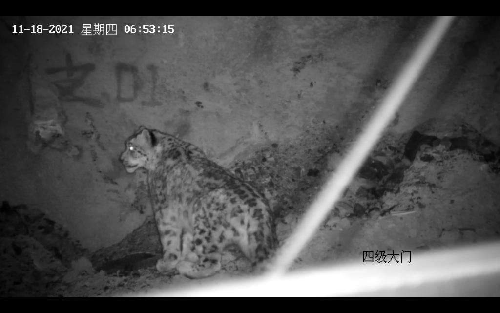 雪豹在水电站工作区域的活动场景（由受访者拍摄提供）