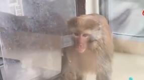 猕猴爬30多层入侵住户家中 动物保护站：伤人可索赔