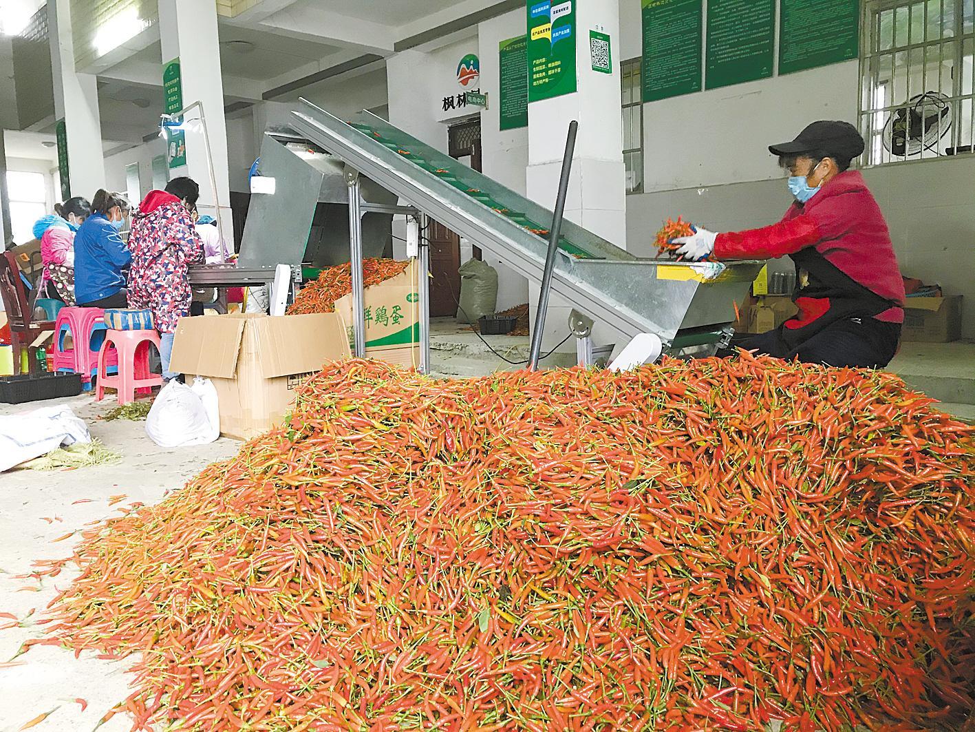 石田村朝天椒加工车间一角。