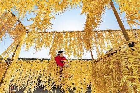 11月23日，成县陈院镇武山村农民在加工晾晒桔梗。立冬以来，成县中药材迎来收获期，农民抢抓农时晾晒中药材。新甘肃&middot;甘肃日报通讯员 吴庭栋