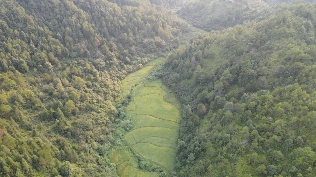 菖蒲村山清水秀生态优（程德茂摄）