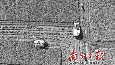 收割机在收割晚稻。南方日报记者 刘力勤 摄