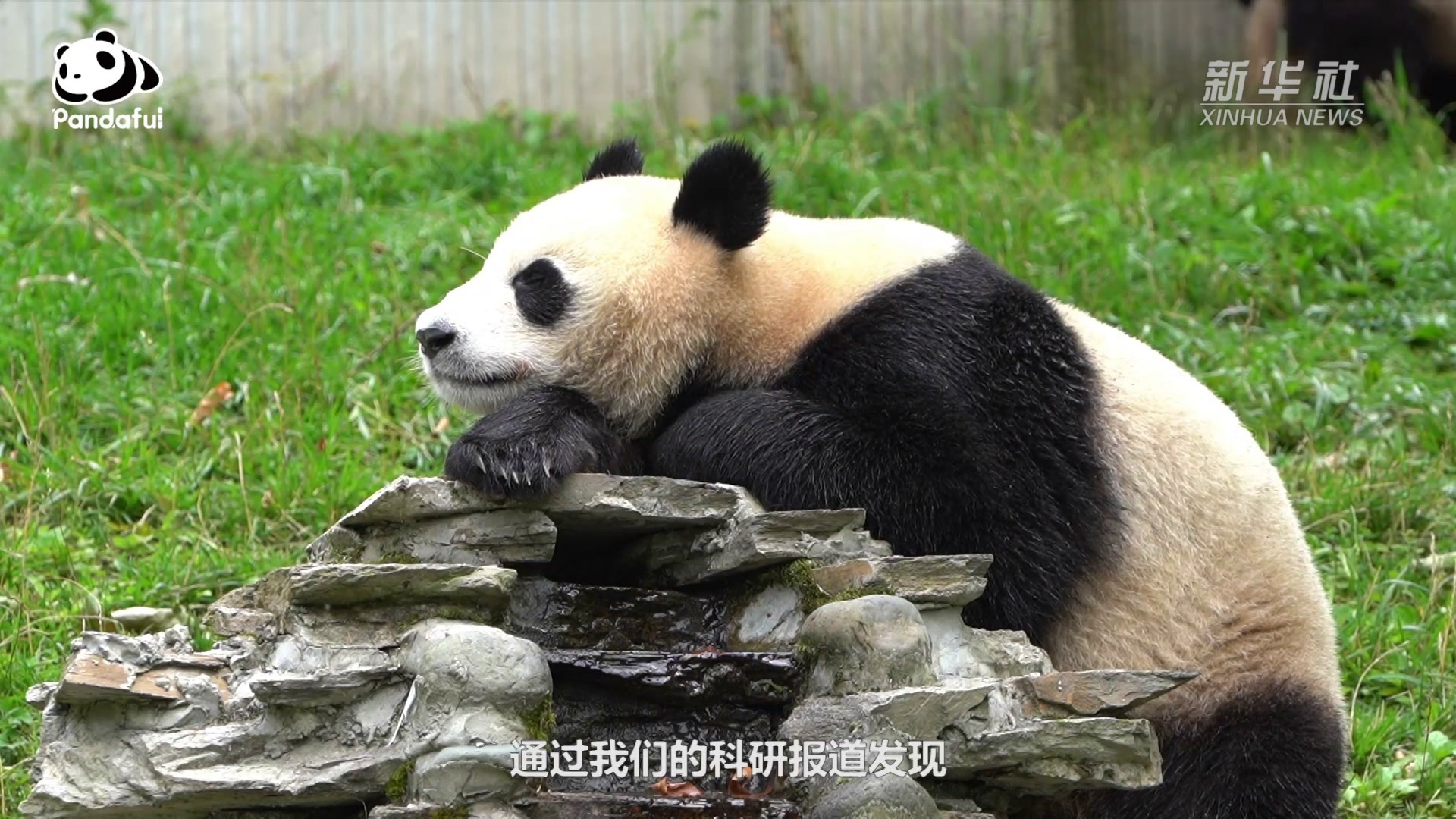 熊猫幼崽洗澡生气奶萌凶，太可爱了～-动物视频-搜狐视频