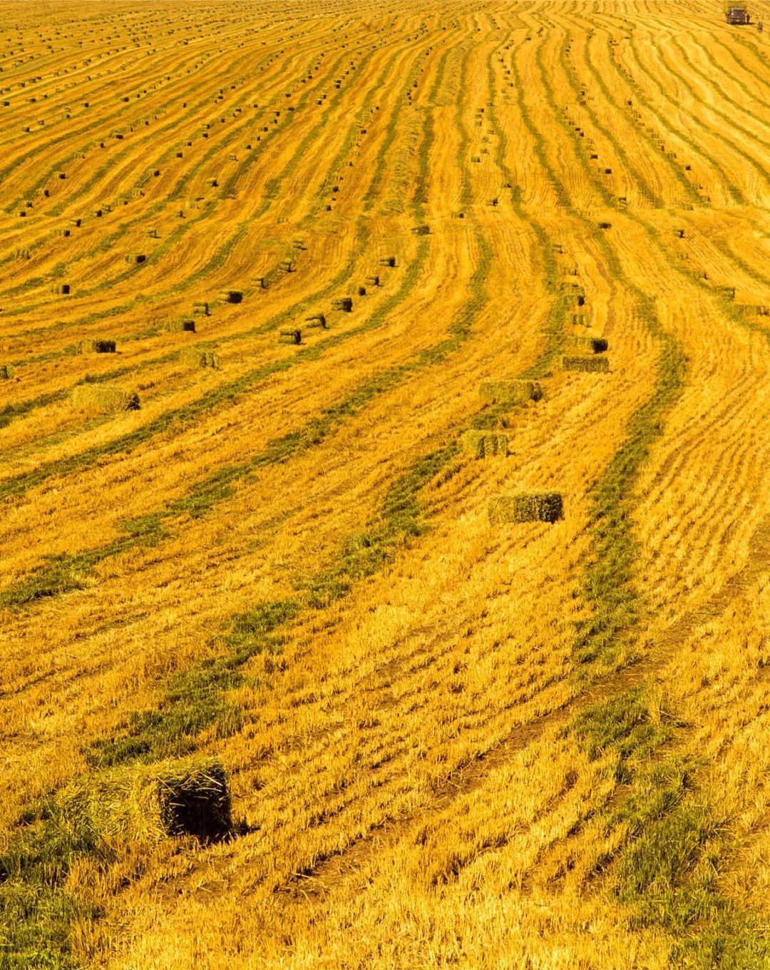 山丹马场农田 图片/@VCG