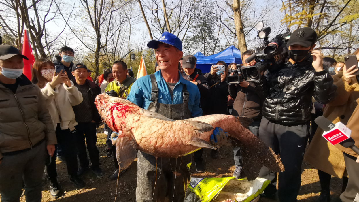 68斤重的鱼王亮相 西溪湿地供图