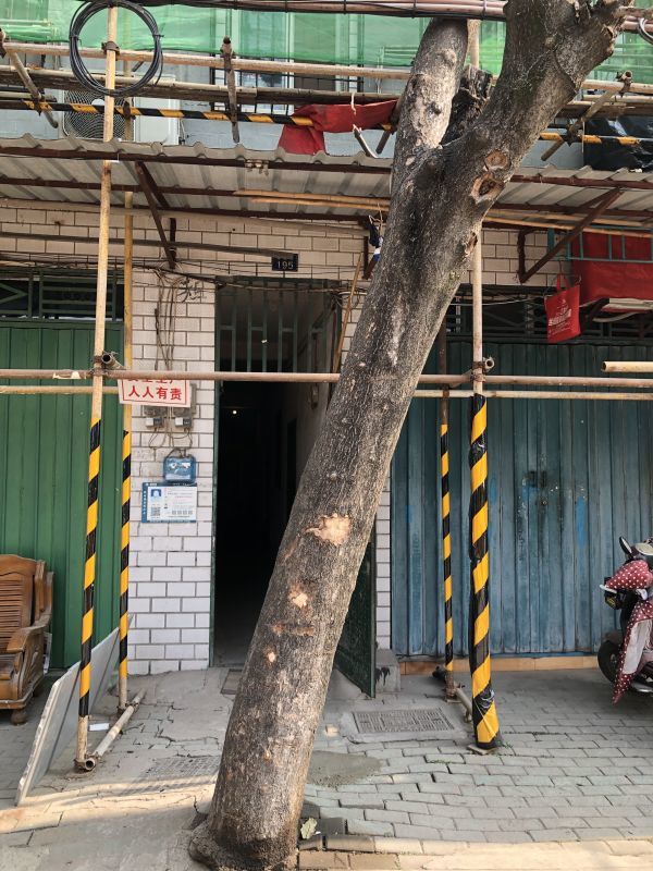 王先生家门前的泡桐树。