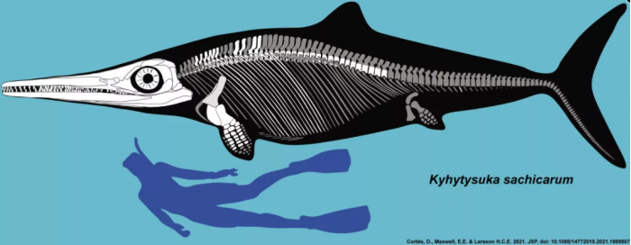 拥有“牙齿武器库”的海洋爬行动物化石？科学家新发现