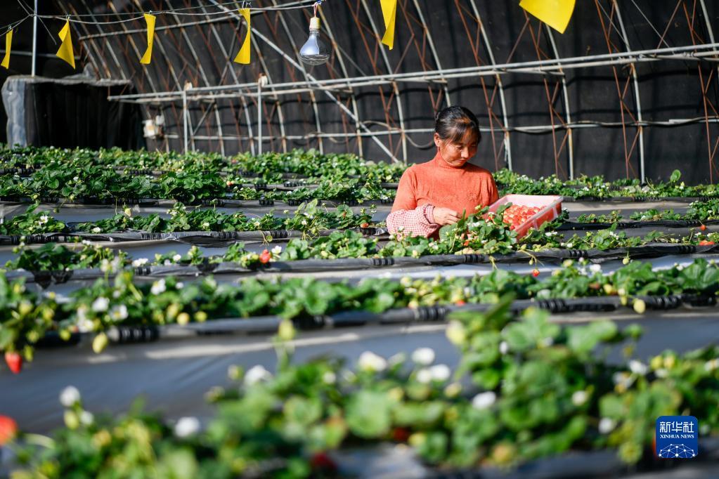 11月26日，在隆化县七家镇一处草莓种植基地，工人在采摘草莓。