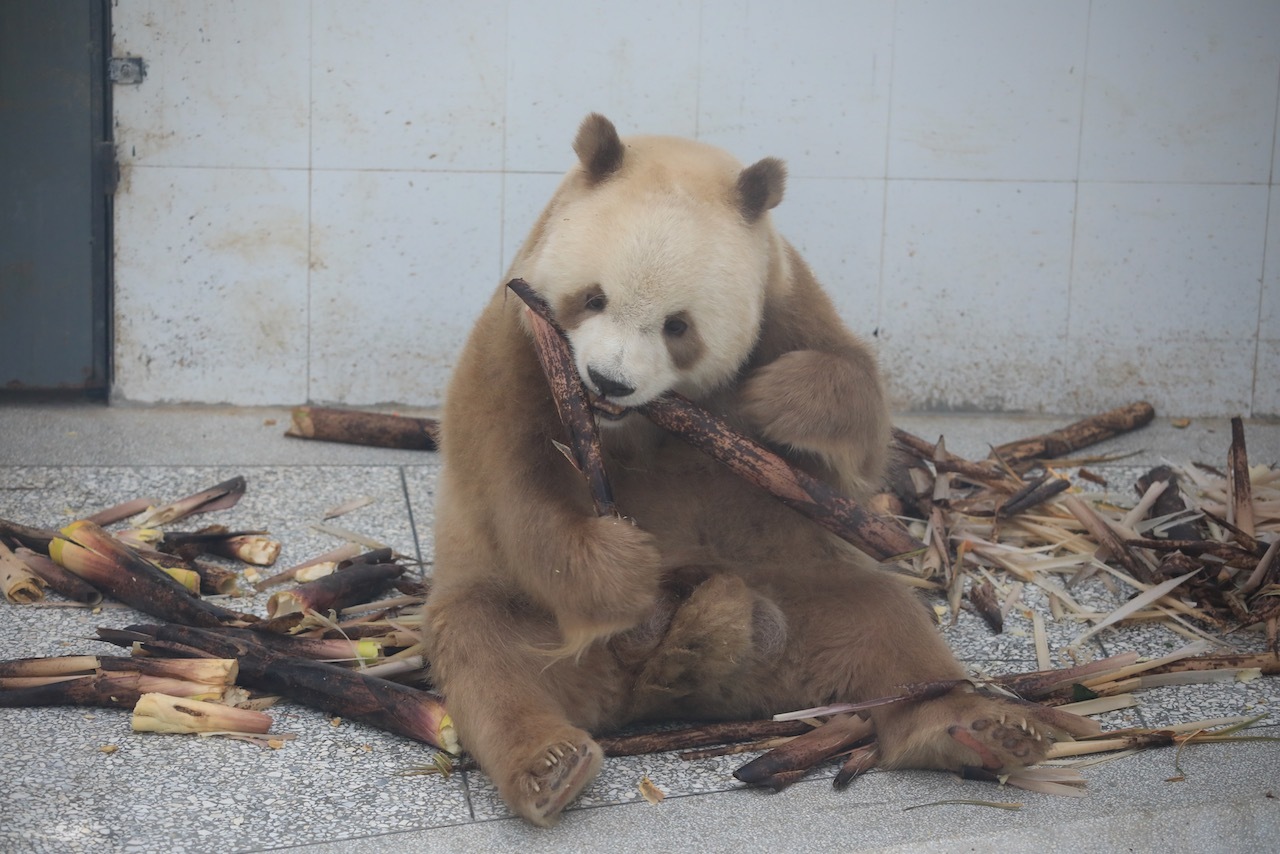 2021年6月19日，西安，棕色大熊猫“七仔”在秦岭四宝科学公园内一边玩耍一边吃竹笋。视觉中国 图
