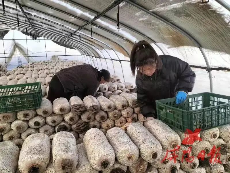 咸阳：泾阳、兴平特色农产品“敲”开致富门