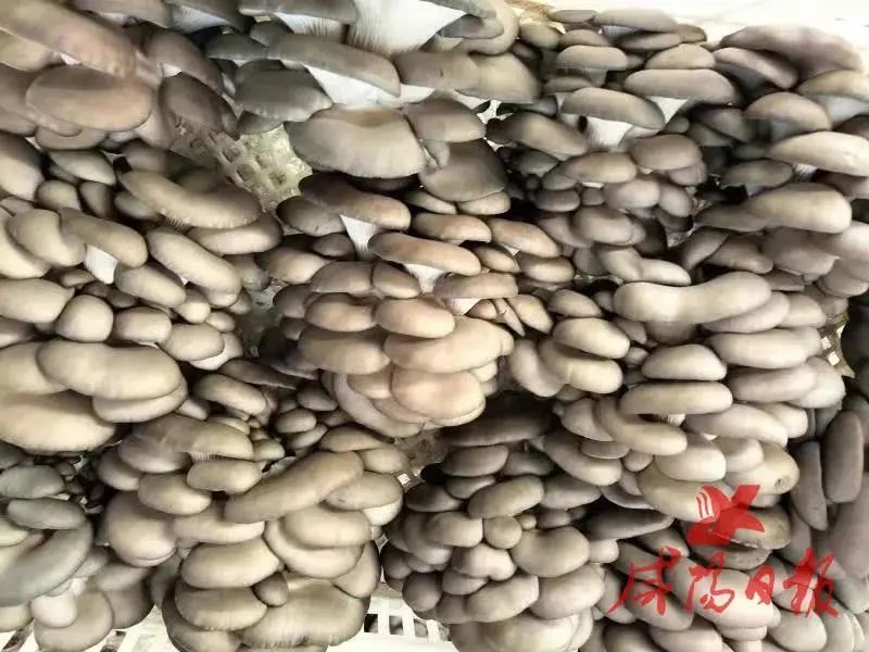 咸阳：泾阳、兴平特色农产品“敲”开致富门