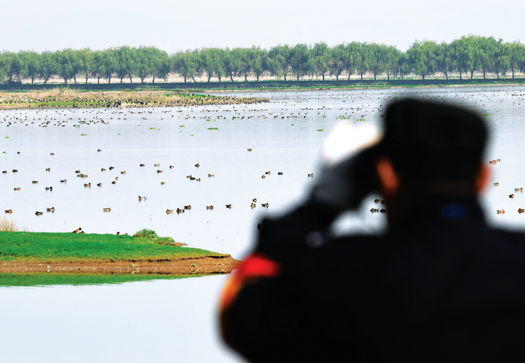 在府河湿地，候鸟保护志愿者正在观察候鸟越冬情况。