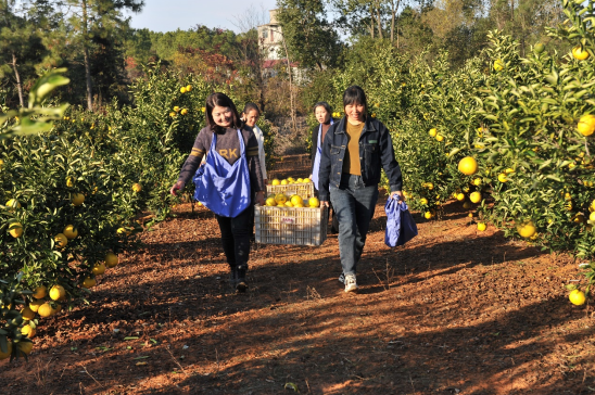 江西进贤县:致富柠檬柚 采摘正忙时