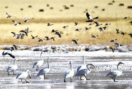 入冬以来，碌曲县尕海湿地越冬的大天鹅成为草原上一道独特的风景。新甘肃&middot;甘肃日报记者 高樯