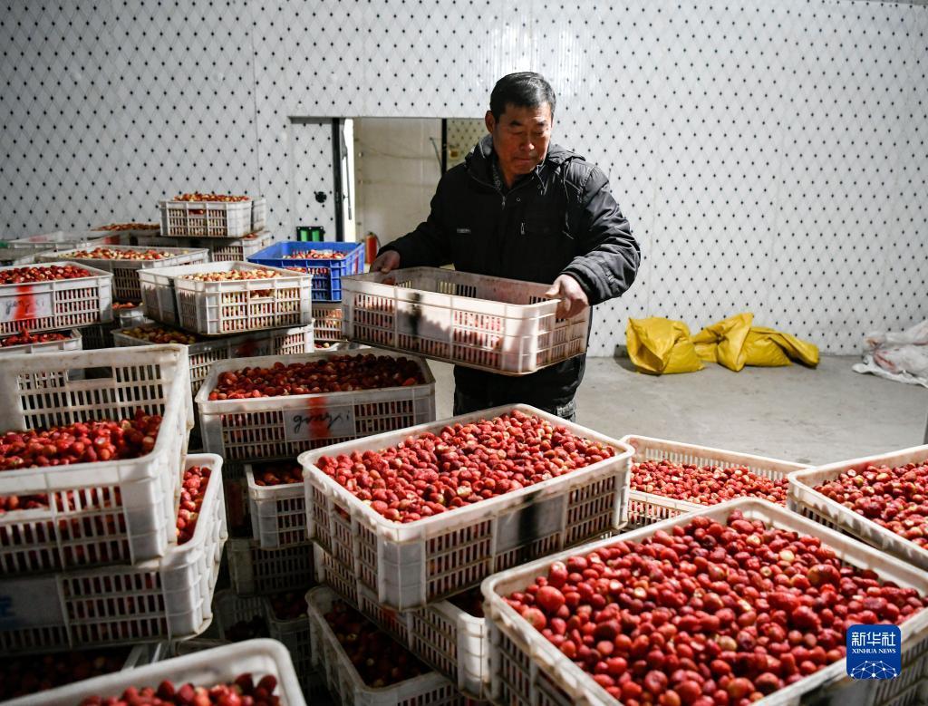 11月26日，在隆化县七家镇一处草莓种植基地，工人在搬运用于制作果浆的草莓。