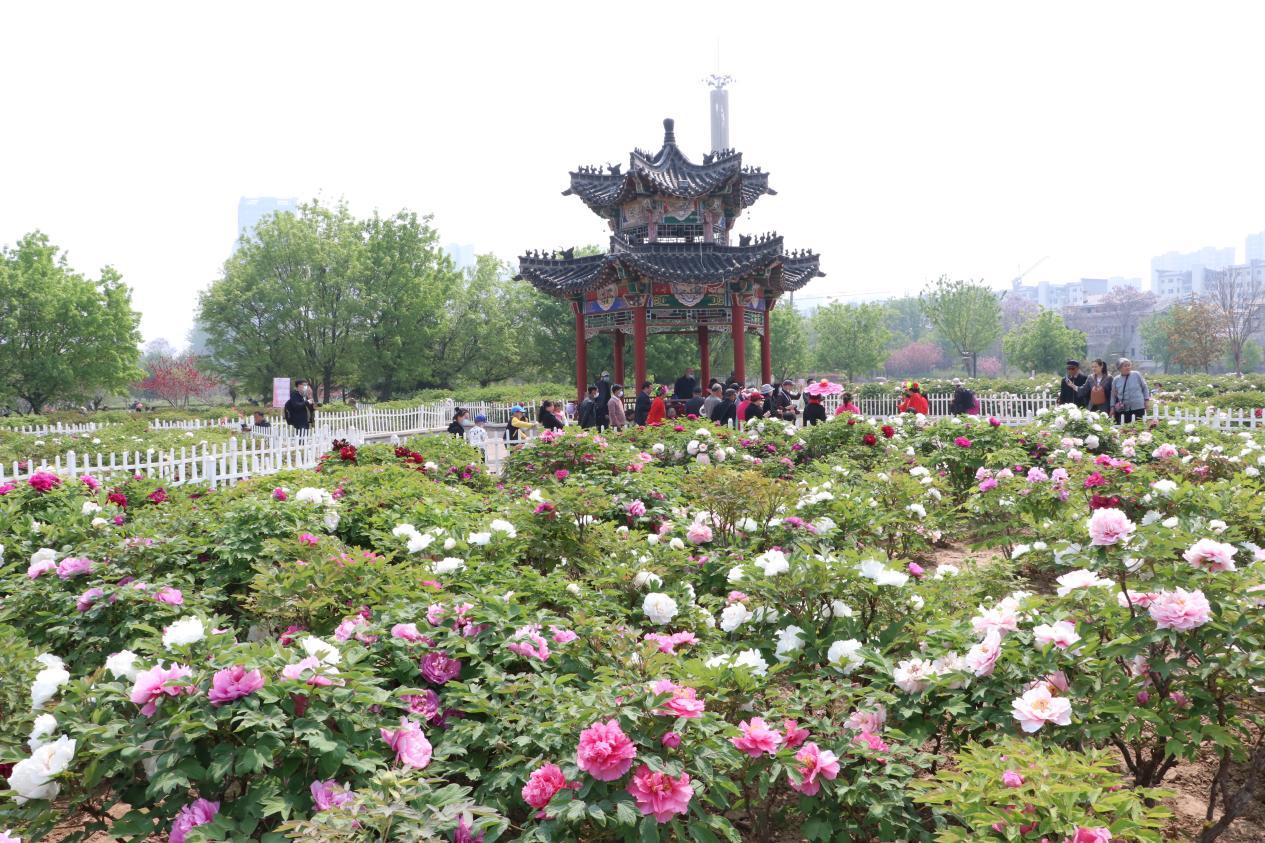 最美人间四月天，菏泽曹州牡丹园冠绝群芳 | 宠物天空