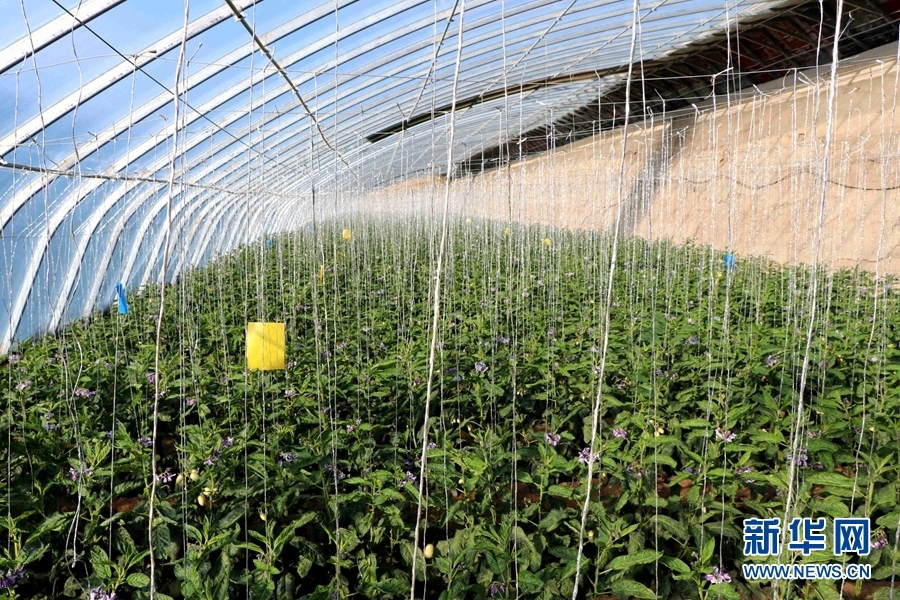 甘肃民勤：人参果成致富“金果果”