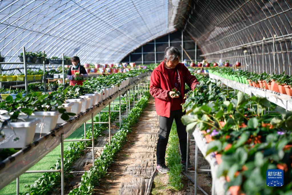 河北隆化打造四季草莓生產基地