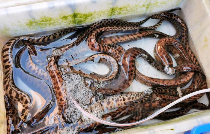 广东侨乡台山石角鳝入菜肉嫩味鲜 让食客回味良久